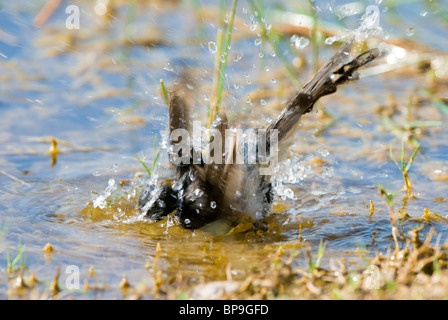 Willie Bachstelze Rhipidura Leucophrys waschen Stockfoto