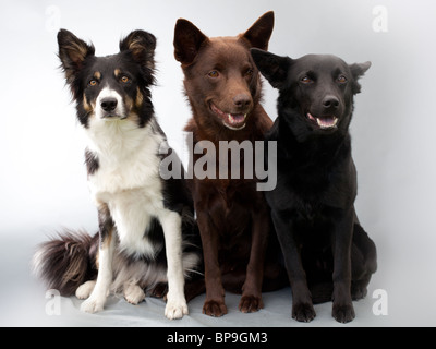 drei Hunde sitzen im studio Stockfoto