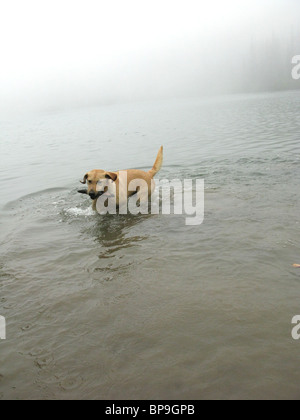 gelben Labrador Retriever Stock aus dem Wasser holen Stockfoto