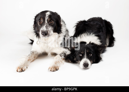 zwei Border-Collie im studio Stockfoto