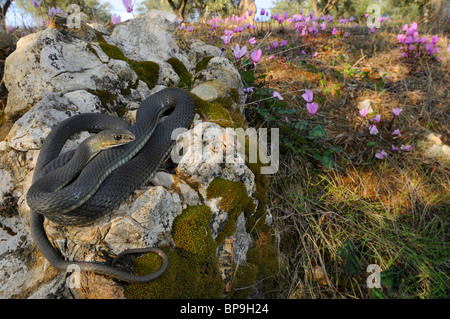 Montpellier Schlange (Malpolon Monspessulanus Insignitus), auf einem Stein vor griechischen Alpenveilchen (Cyclamen Graecum), Griechenland, Pelop Stockfoto