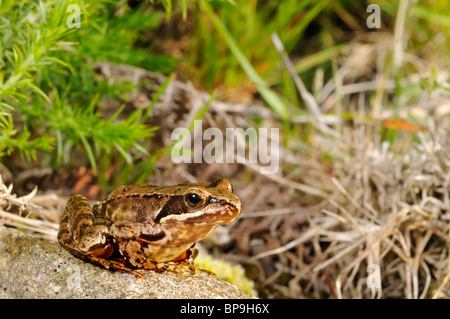 Iberische Frosch, spanische Frosch (Rana Iberica), sitzt auf einem Stein, Portugal, Peneda Geres Nationalpark Stockfoto