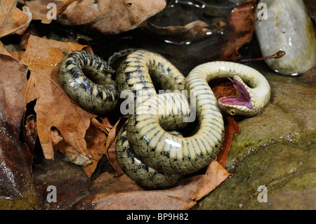 Würfel-Schlange (Natrix Tessellata), Vorgetäuschter Tod, Griechenland, Creta, Kournas See Stockfoto