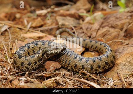 stupsnasige Viper, Latastes Viper (Vipera Latastei), juvenile stupsnasige Viper, Spanien, Burgos Stockfoto