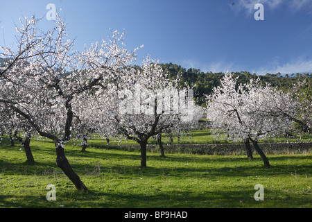 Mandelblüte auf Mallorca Stockfoto