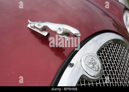 Jaguar Kühlerfigur Stockfoto