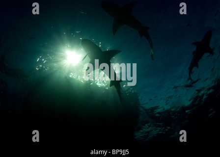 Zitrone Hai schwimmt Aufwand am Abend auf den Bahamas Stockfoto