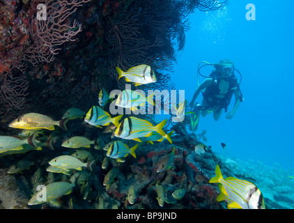 Teenager Taucher beobachtet Porkfish und halten Grunzen auf Benwood Schiffbruch. Stockfoto