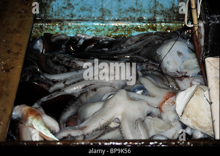 Lokalen Fischern, die Humboldt Squid in der Sea of Cortez Stockfoto