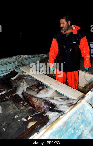 Lokalen Fischern, die Humboldt Squid in der Sea of Cortez Stockfoto