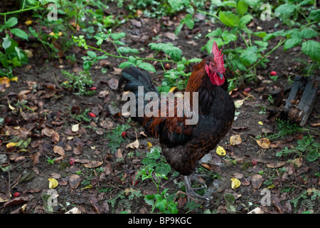 Bunte Hahn in der Nähe erschossen Stockfoto