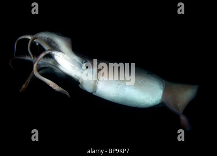 Humboldt-Riesenkalmar (Dosidicus Gigas) Unterwasser nachts im Meer von Cortez, Mexiko Stockfoto