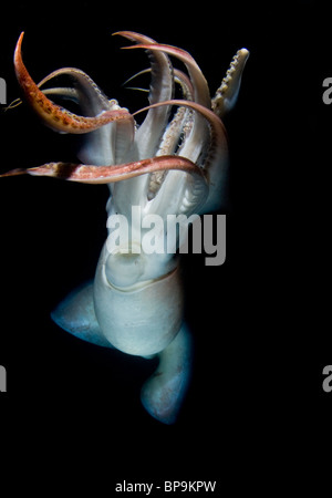 Humboldt-Riesenkalmar (Dosidicus Gigas) Unterwasser nachts im Meer von Cortez, Mexiko Stockfoto