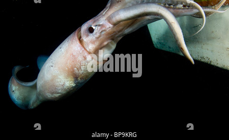 Humboldt-Riesenkalmar (Dosidicus Gigas) Unterwasser nachts im Meer von Cortez, Mexiko Stockfoto