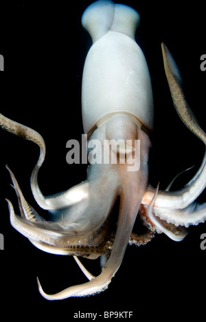 Humboldt-Riesenkalmar (Dosidicus Gigas) Unterwasser nachts im Meer von Cortez, Mexiko Stockfoto