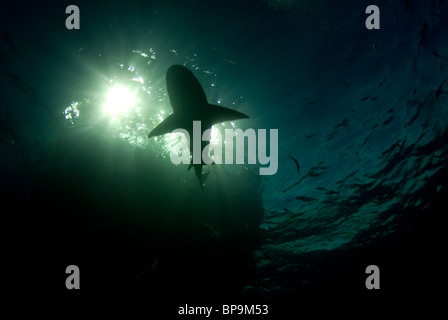 Zitrone Hai schwimmt Aufwand am Abend auf den Bahamas Stockfoto