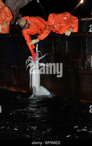 Lokalen Fischern, die Humboldt Squid in der Sea of Cortez Stockfoto