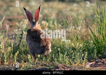 Schwarz-angebundene Jackrabbit oder Wüste Hase (Lepus Californicus), Arizona, USA Stockfoto