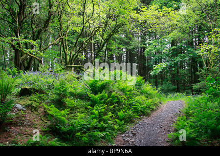 Galloway Forest Park am Kirroughtree Visitor Centre in der Nähe von Newton Stewart in Schottland. Stockfoto