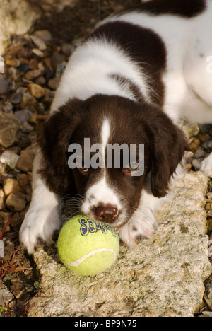 Spaniel Welpen Stockfoto