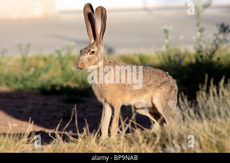 Schwarz-angebundene Jackrabbit oder Wüste Hase (Lepus Californicus), Arizona, USA Stockfoto