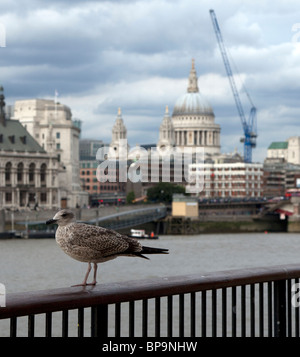 Möwe mit St. Pauls Kathedrale im Hintergrund, Southbank London UK. Stockfoto