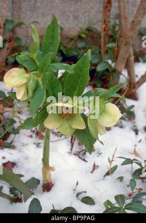 Blume im Schnee, Helleborus orientalis hellebore Blüte blühen im Winter kalt Stockfoto