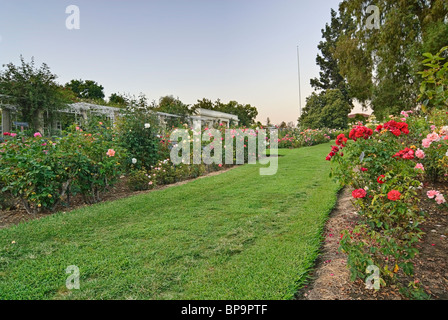 Wunderschönen Rosengarten der Huntington-Bibliothek. Stockfoto