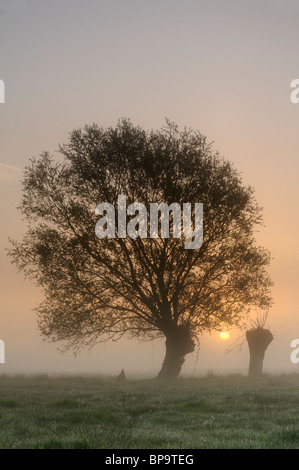 Ein paar Crack Weiden (Salix Fragilis) bei Sonnenaufgang an einem nebligen Morgen auf der Somerset Levels. Stockfoto
