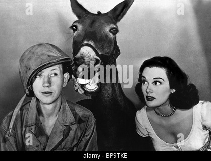 DONALD O'Connor, Patricia Medina, Francis, 1950 Stockfoto