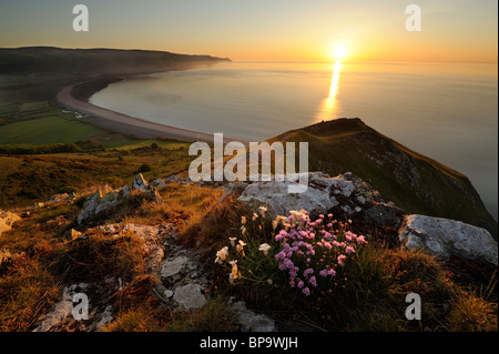 Sparsamkeit (Armeria Maritinum) und Meer Campion (Silene Uniflora) wächst auf Bossington Hügel, Exmoor, UK bei Sonnenuntergang. Stockfoto