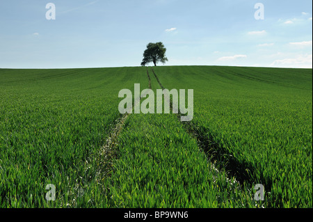 Ein Feld mit Traktor Wanderwege führen durch die Ernte auf einem Baum. Somerset, England. Stockfoto