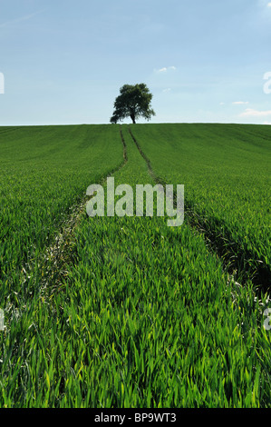 Ein Feld mit Traktor Wanderwege führen durch die Ernte auf einem Baum. Somerset, England. Stockfoto