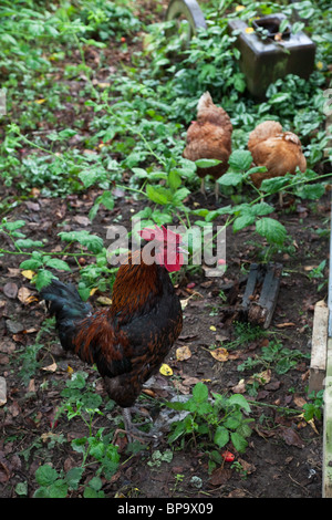 Bunte Hahn in der Nähe erschossen Stockfoto