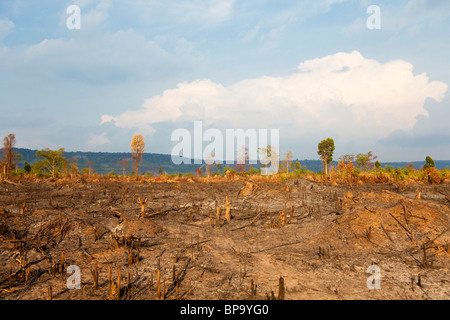 Brannte der Wald in der Nähe von Phnom Kulen Gebirge verwendet für den landwirtschaftlichen Anbau - Provinz Siem Reap, Kambodscha Stockfoto