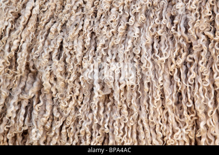 Angora-Ziege Wolle (Mohair) Hintergrund Stockfoto