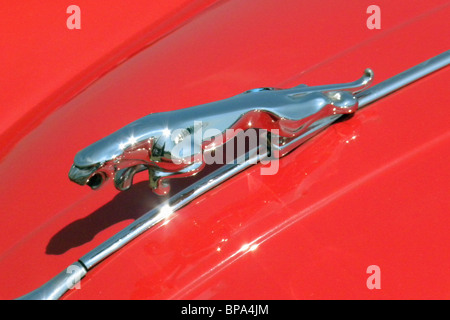 Jaguar XK150 Auto Maskottchen auf Auto datiert 1958 Stockfoto