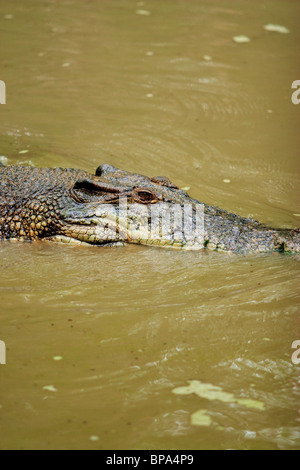 Eine große Salzwasser-Krokodil (Crocodylus Porosus) auf Hartleys Crocodile Farm, Port Douglas, Queensland, Australien. Stockfoto