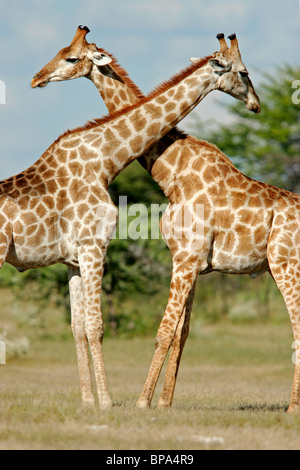 Zwei männliche Giraffen (Giraffa Plancius), Etosha Nationalpark, Namibia, Südliches Afrika Stockfoto