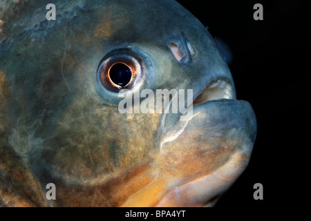 Porträt von einem Piranha Fisch Stockfoto