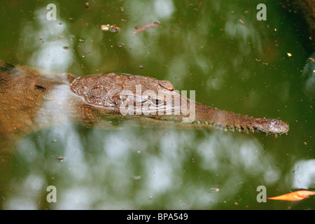 Das kleinere Süßwasser-Krokodil (Crocodylus Johnstoni) ist in Australien heimisch. Hartleys Krokodilfarm, Queensland Stockfoto