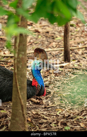 Eine Gefangenschaft südlichen Helmkasuar (Casuarius Casuarius) auf Hartleys Crocodile Farm im Norden von Queensland, Australien. Stockfoto