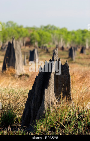 Riesige Termitenhügel punktieren die Landschaft der entfernten Aurukun Feuchtgebiete, Cape York, Queensland, Australien Stockfoto