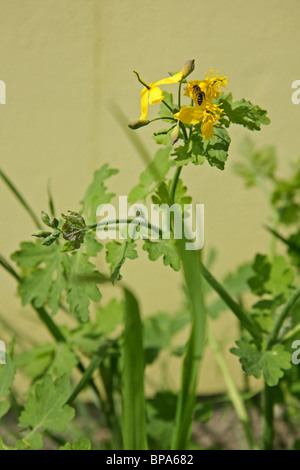 Chelidonium Majus, bekannt als größere Schöllkraut oder tetterwort Stockfoto