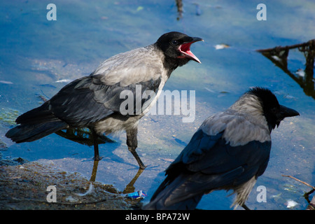 Ein neu flügge Küken (Biotechnik) in der Natur. Stockfoto