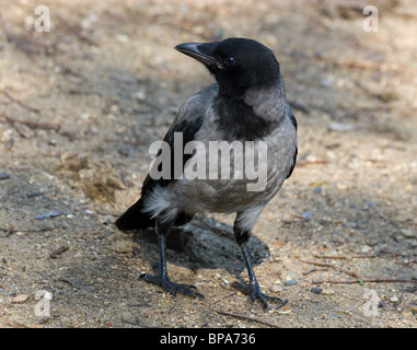 Ein neu flügge Küken (Biotechnik) in der Natur. Stockfoto