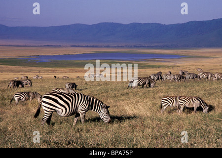 Zebras Equus Quagga Weiden auf den inneren hängen des Ngorongoro Krater Tansania Stockfoto