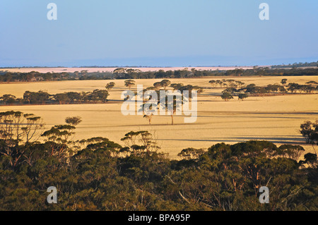 Untergehenden Sonne auf Wiesen in der Nähe von Hyden Western Australia Stockfoto