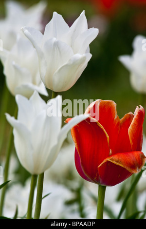 Tulip Time Festival Dutch Holland Michigan USA schöne weiße Tulpen Triumphator von oben oben künstlerische Blumen Blumen vertikal in den USA Hi-res Stockfoto