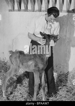 STEWART GRANGER MIT FOHLEN BLANCHE FURY (1948) Stockfoto